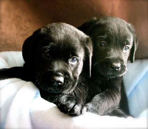 6 week old labrador